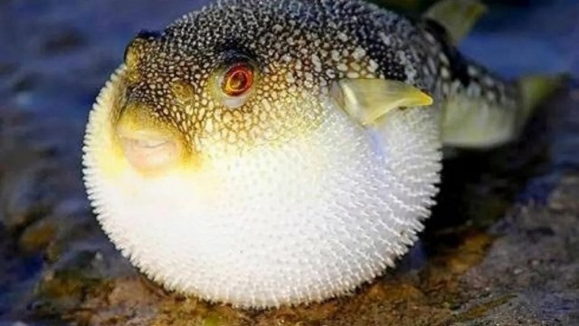 Três morrem após comerem peixe baiacu em Salinas, no Pará