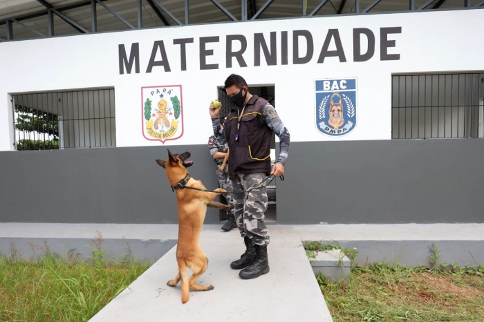 Cães nascidos no Batalhão de Ações com Cães da PM são preparados para patrulhamento nas ruas