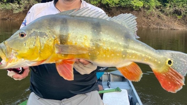Consumo de peixe cru na região amazônica é provável causa de meningite rara