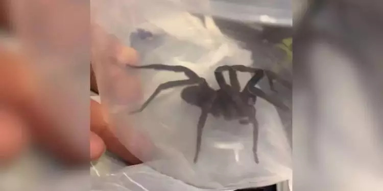 Encontrada em caixa de brinquedos, aranha-armadeira é uma das espécies mais venenosas do mundo