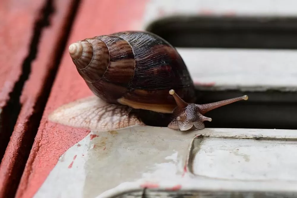 Prefeitura de Canaã reforça medidas sobre a proliferação dos caramujos africanos