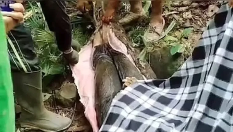 Mulher engolida por cobra não sofreu, diz especialista