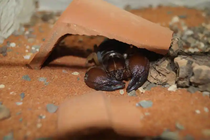 Sespa alerta sobre prevenção e cuidados nos acidentes com animais peçonhentos