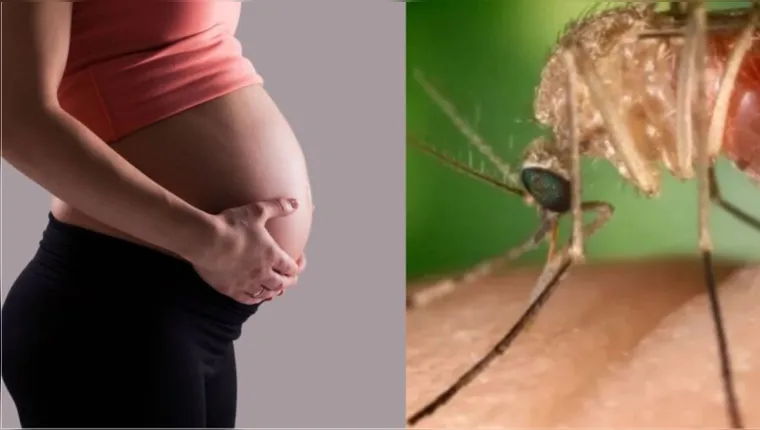 Febre do oropouche em grávidas é um perigo no Brasil