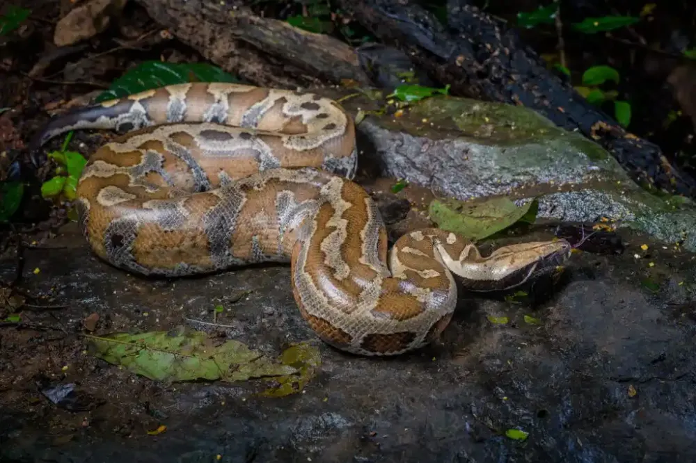 Carne de cobra é alternativa para uma dieta rica em proteínas