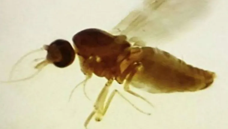 Pará registra 74 casos de febre oropouche, diz Sespa