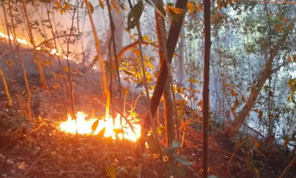 Floresta de Carajás queima há 4 dias e ICMBio pede socorro de fora