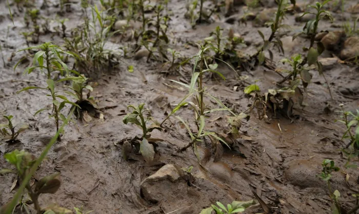 Vítimas pedem que governo rejeite acordo de mineradoras