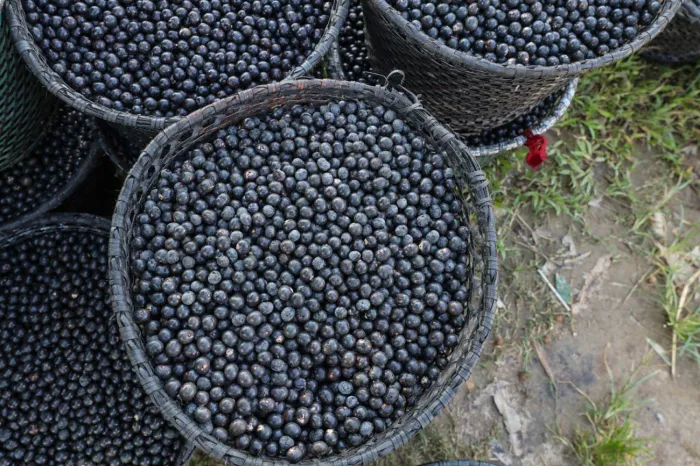 Emater apoia extrativistas de açaí de Cametá para acesso às linhas de crédito rural