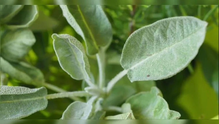 Conheça a planta que controla o açúcar no sangue