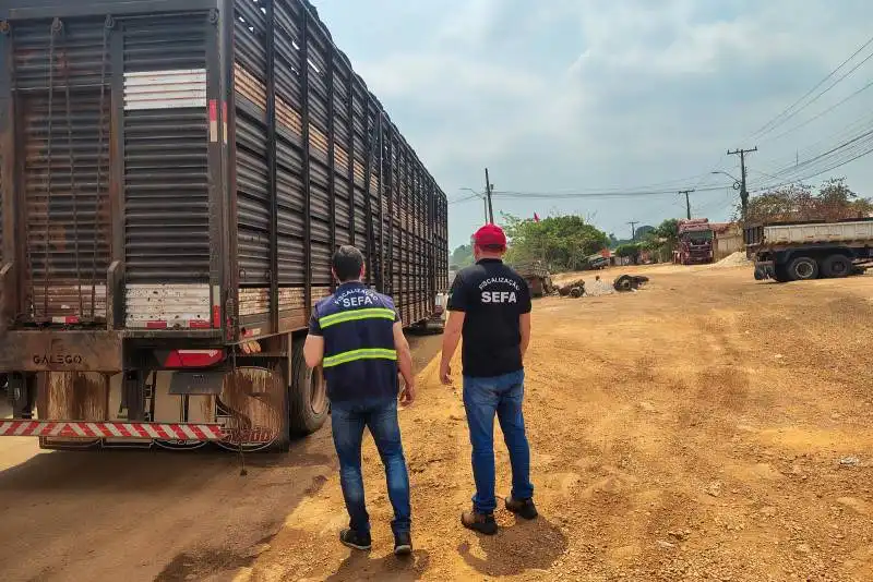 Sefa apreende 100 cabeças de gado, com destino ao Maranhão, avaliadas em R$ 231 mil