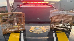 Aves silvestres são resgatadas pela Polícia Rodoviária Federal em Marabá