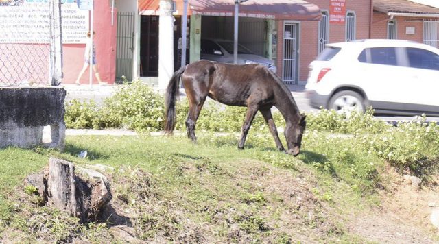 Serviço de apreensão de animais de grande porte é retomado em Canaã