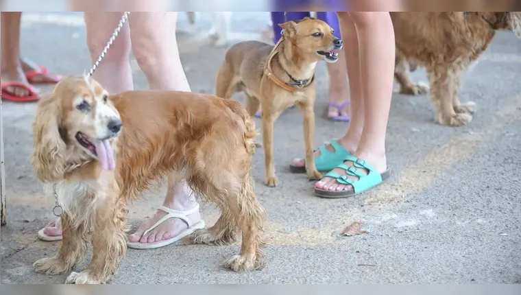 RG dos pets: animais domésticos terão carteira de identidade