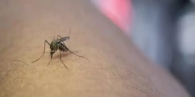 Casos de dengue têm salto de 300% no Pará, em 2024