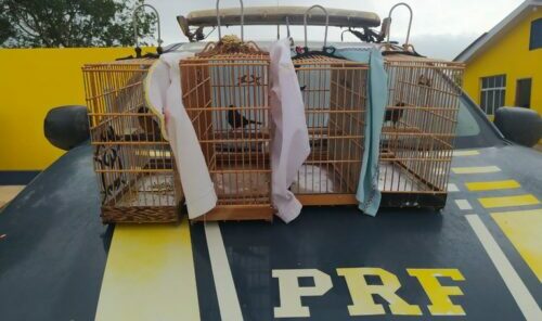 PRF flagra transporte ilegal de curiós no interior do Pará