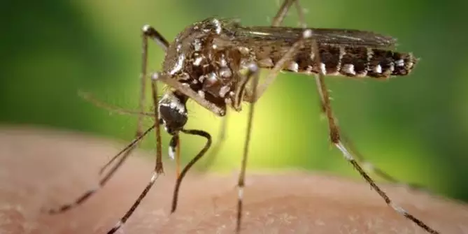 Entenda o que são sorotipos da dengue e por que o tipo 3 preocupa