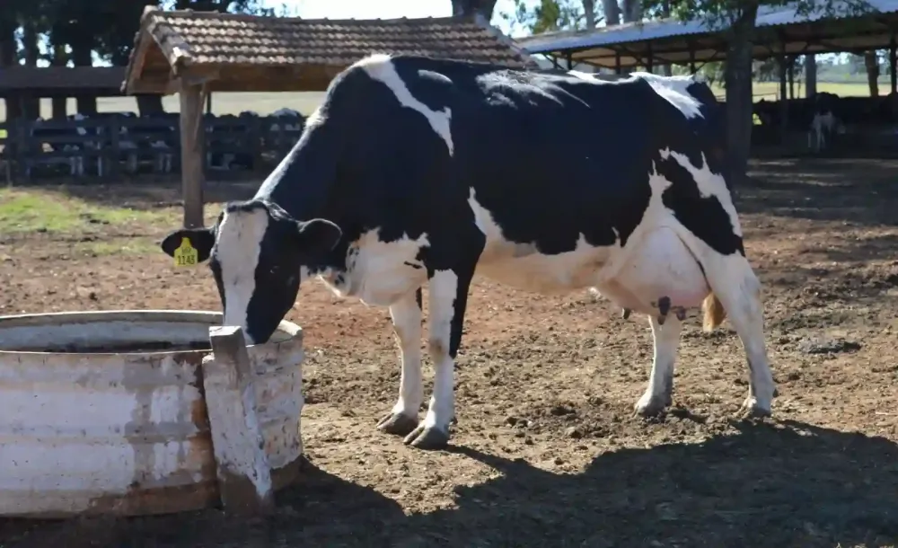 Lançado edital para selecionar 50 produtores para o Programa Canaã Bacia Leiteira