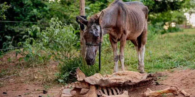 Vídeo: Polícia fecha abatedouro clandestino que produzia hambúrguer de carne de cavalo