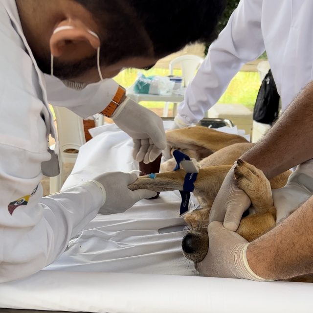 Unidade de Zoonoses realiza ação contra leishmaniose nos bairros Vale Canaã e Residencial Canaã