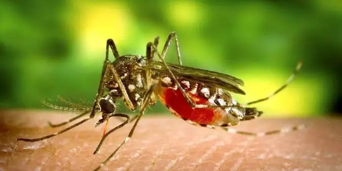 Dengue avança no Brasil e já soma mais de 1 milhão de casos em 2025
