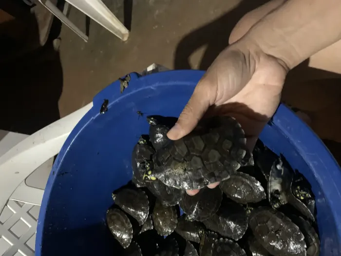 Projeto Quelônios do Sudeste do Pará solta mais de 7 mil animais na APA Lago de Tucuruí