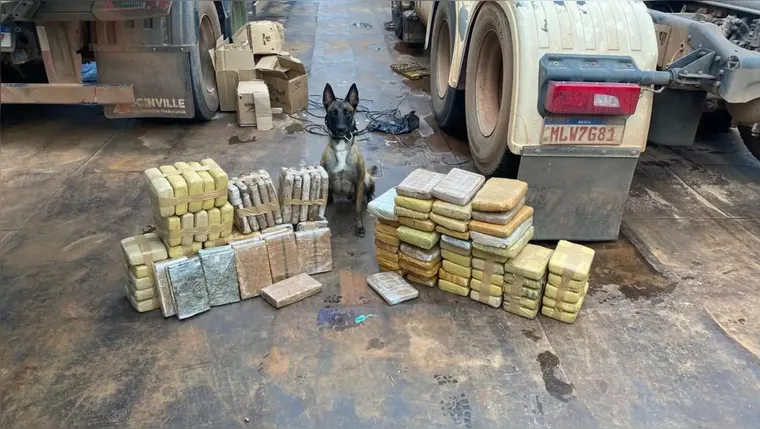 Cadela da PM do Pará ajuda na apreensão de mais de duas toneladas de drogas no oeste paraense