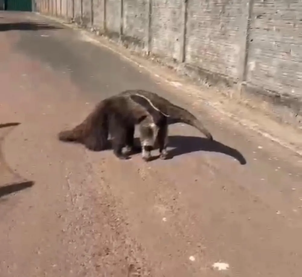 Tamanduá é flagrado ferido em rua do bairro Vale do Sossego