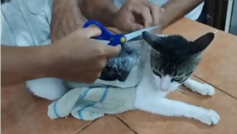 Gato é flagrado com 300g de drogas tentando entrar em presídio