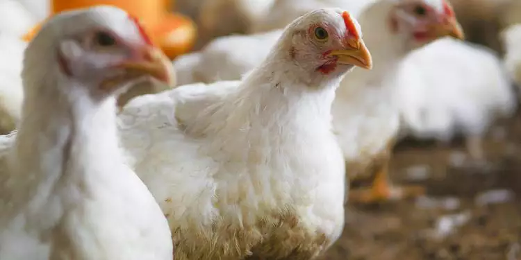 Gripe aviária: exportação de carne de frango de todo Brasil está suspensa para 20 destinos