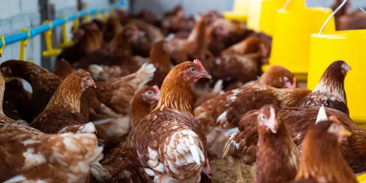 Brasil tem 12 casos suspeitos de gripe aviária sendo investigados; um deles no Pará