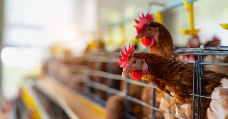 Brasil se declara livre da gripe aviária 28 dias sem casos