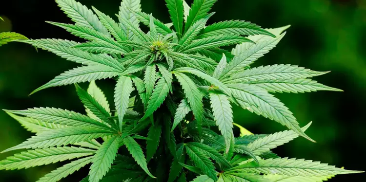 Usar maconha pode dobrar o risco de morte por doenças cardíacas, aponta estudo