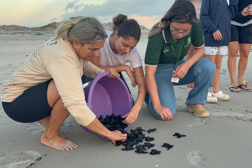 Soltura de filhotes de tartaruga-oliva reforça preservação na Praia do Atalaia