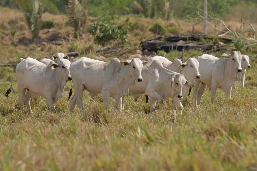 Adepará faz última convocação para atualização cadastral dos rebanhos