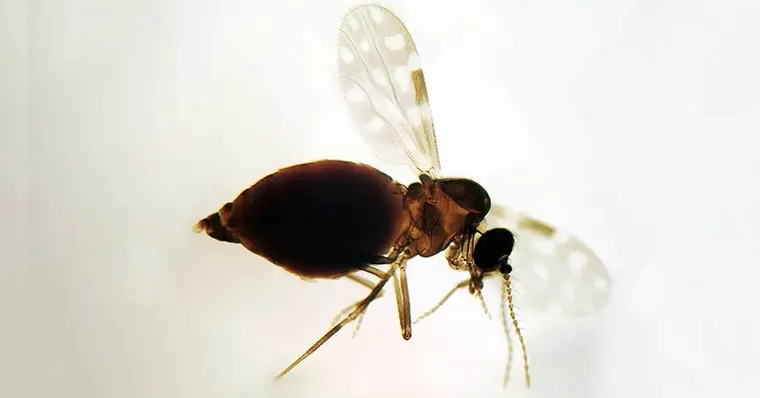 Antes restrita à Amazônia, febre oropouche se espalha pelo país