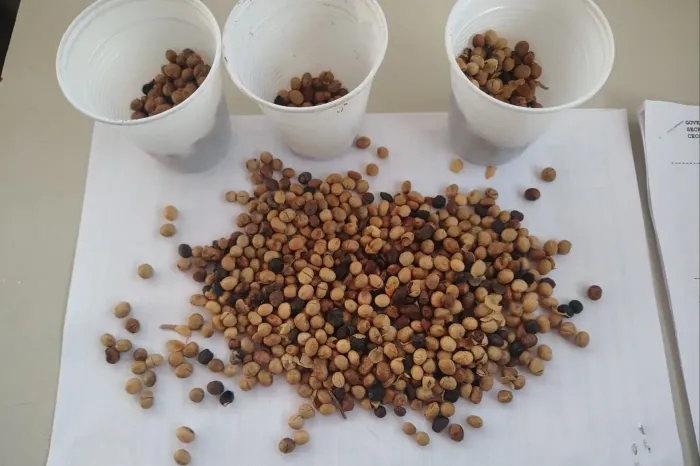 Sefa apreende 12 toneladas de suínos vivos e mais de 85 mil kg de soja