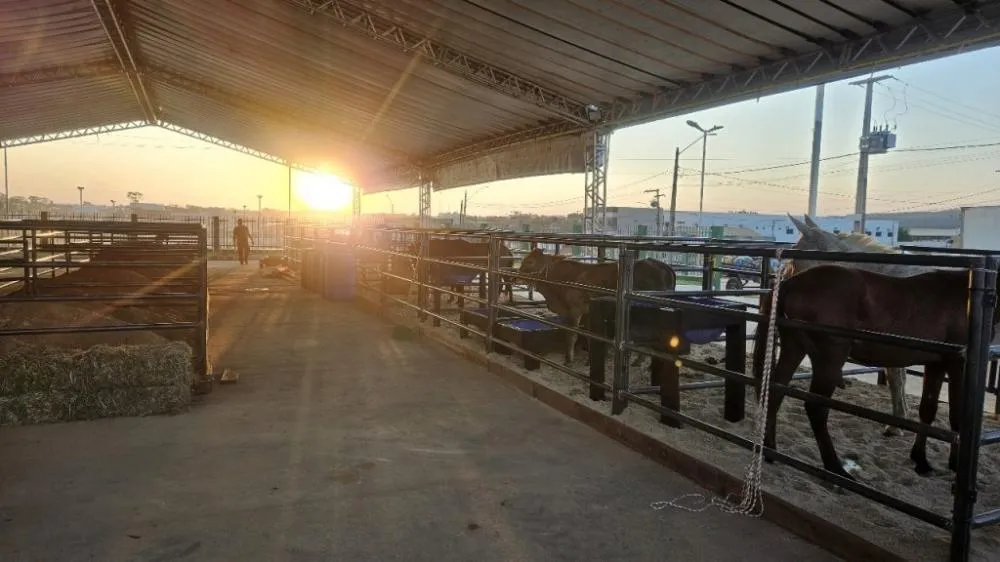 Fazendinha da Sempru terá programação especial na 10ª Expo Canaã