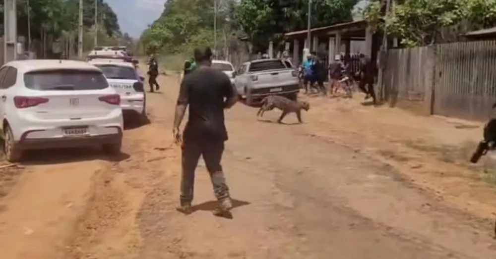 Vídeo: onça-pintada invade casas e mobiliza autoridades