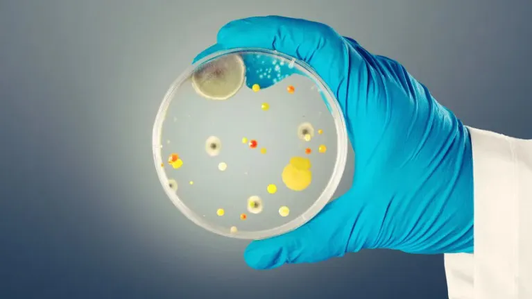 Fungo mortal se espalha pela Europa e acende alerta global