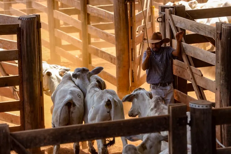 Pará realiza primeira exportação de carne bovina com rastreabilidade individual