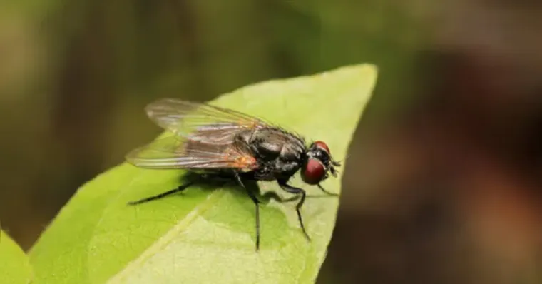 Virose da mosca: veja os sintomas e como se proteger