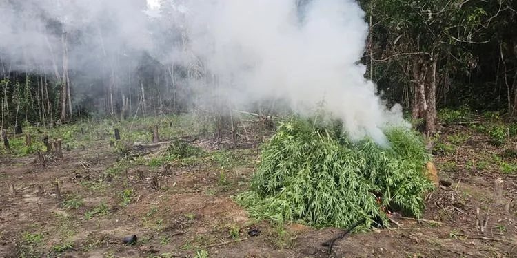 Polícia destrói 30 mil pés de maconha e recupera moto roubada em São Domingos do Capim. (Divulgação/ PM)