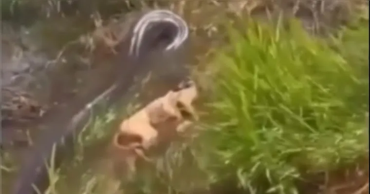 VÍDEO: Sucuri gigante é flagrada pegando cachorro em fazenda