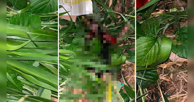 Mulher trans é morta na zona rural do município de Moju