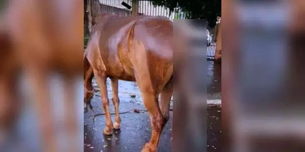 Dois homens são presos por introduzir cabo metálico em ânus de cavalo