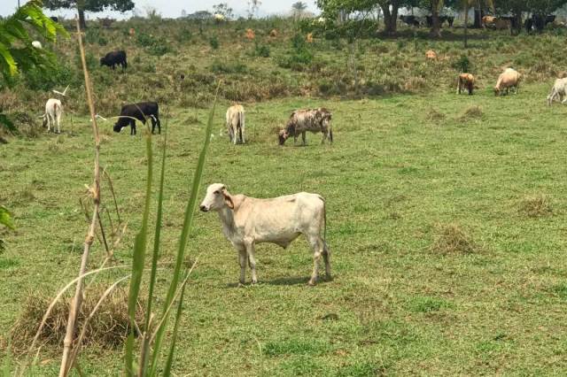Adepará inicia Etapa Novembro de Vacinação, a última do ano