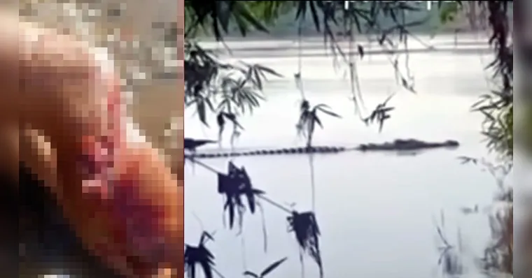 Jacaré dilacera perna de pescador em margem de rio em São Geraldo do Araguaia