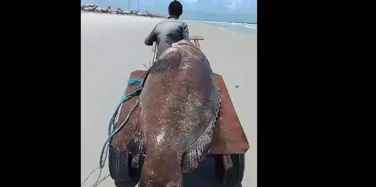 Peixe de 300 kg é encontrado morto na praia de Ajuruteua em Bragança; vídeo