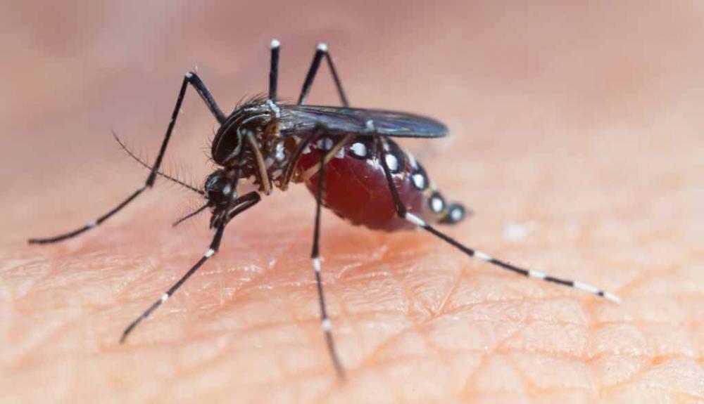 Brasil é o país com mais casos de dengue no mundo, mostram dados da OMS